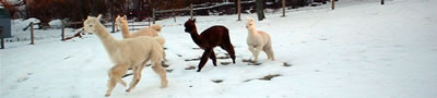 alpacas running in the snow