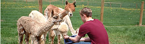 hand feeding alpacas